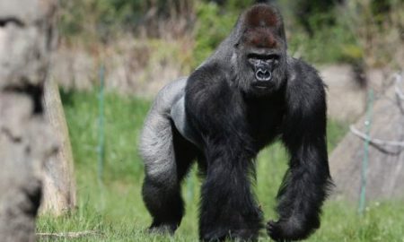 gorilla-london-zoo
