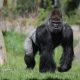 gorilla-london-zoo