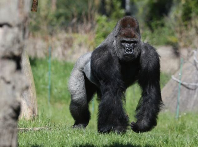 gorilla-london-zoo