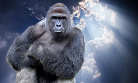 harambe-vigil