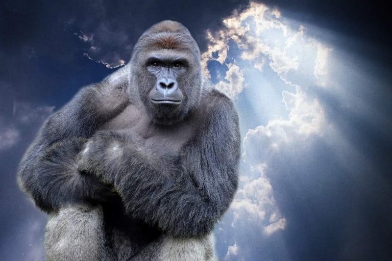 harambe-vigil