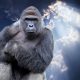 harambe-vigil