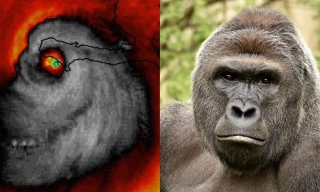 harambe-storm