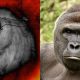 harambe-storm