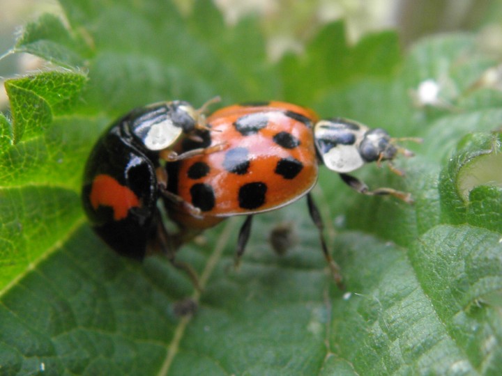 Harlequin ladybirds