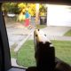 killer-clown-drive-by
