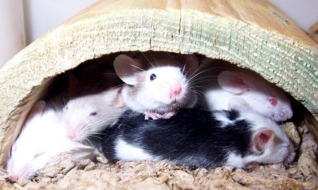 mice
