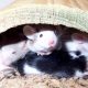 mice
