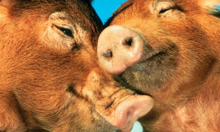 pigs-in-love