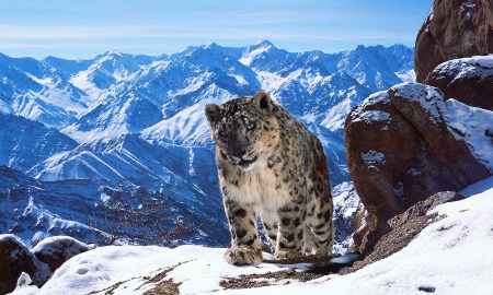 Planet Earth 2