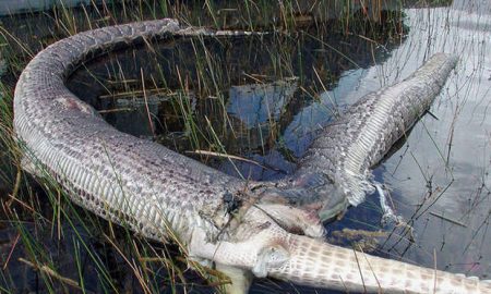 snake-exploded-eat-alligator