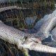 snake-exploded-eat-alligator