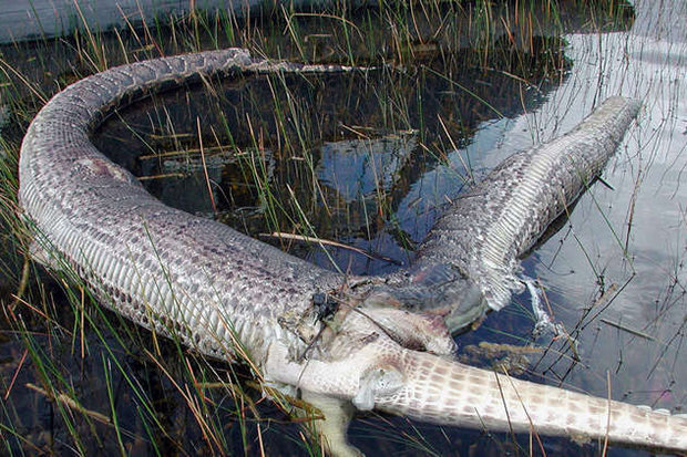 snake-exploded-eat-alligator