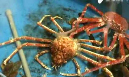 spider-shedding-skn