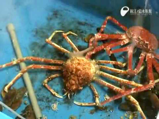 spider-shedding-skn