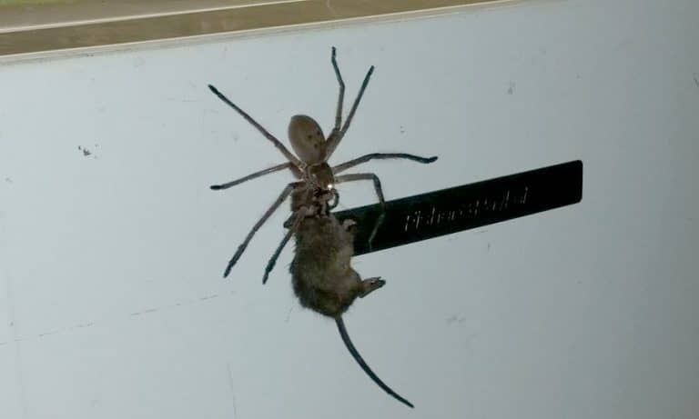 spider-mouse