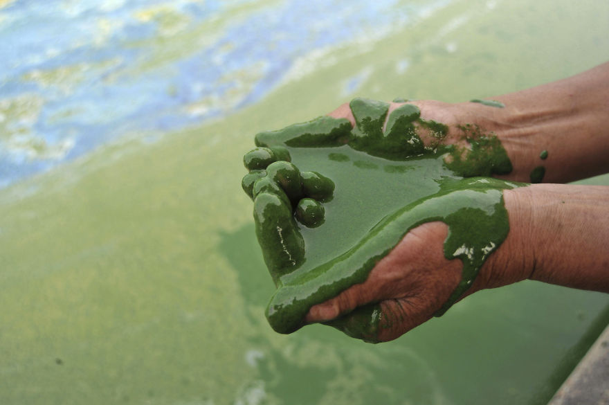 A fisherman fills his cupped palms with water from the algae-filled Chaohu Lake in Hefei, Anhui province, June 16, 2009. The country has invested 51 billion yuan towards the construction of 2,712 projects for the treatment of eight rivers and lakes including Huaihe River, Haihe River, Liaohe River, Chaohu Lake, Dianchi Lake, Songhua River, the Three Gorges region of the Yangtze River and its upstream area, Xinhua News Agency reported. Picture taken June 16, 2009. REUTERS/Stringer (CHINA ENVIRONMENT SOCIETY IMAGES OF THE DAY) CHINA OUT. NO COMMERCIAL OR EDITORIAL SALES IN CHINA - RTR24QAT