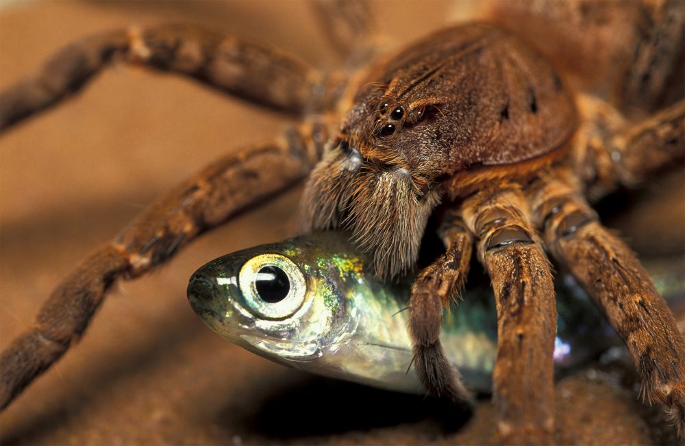 Fishing Spider