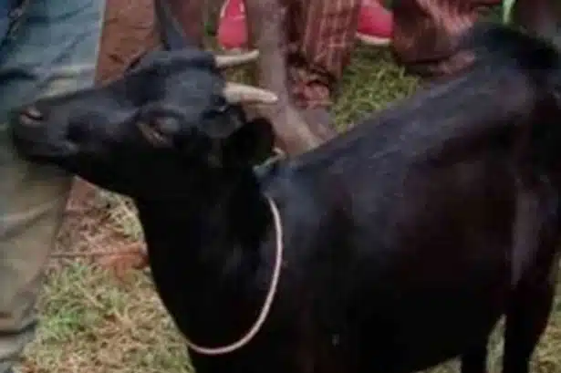 Dude Gets Rejected By Woman At A Funeral; Has Sex With A Goat Instead