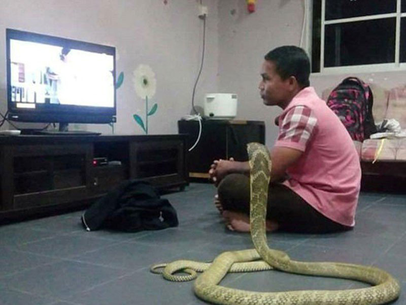 guy-and-snake