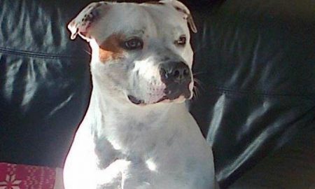oliver-dog