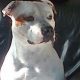oliver-dog