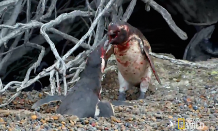 penguin-love-traingle