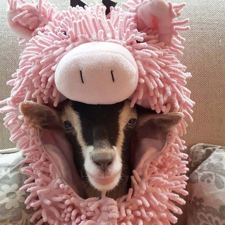 polly-pig