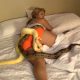 snake-prank