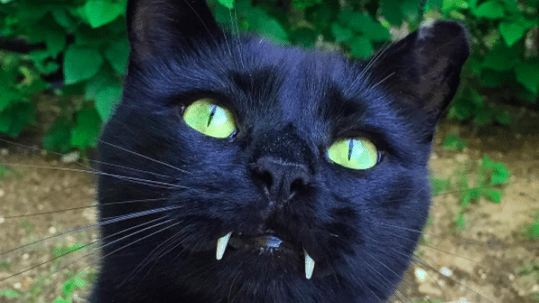 vampire-cat