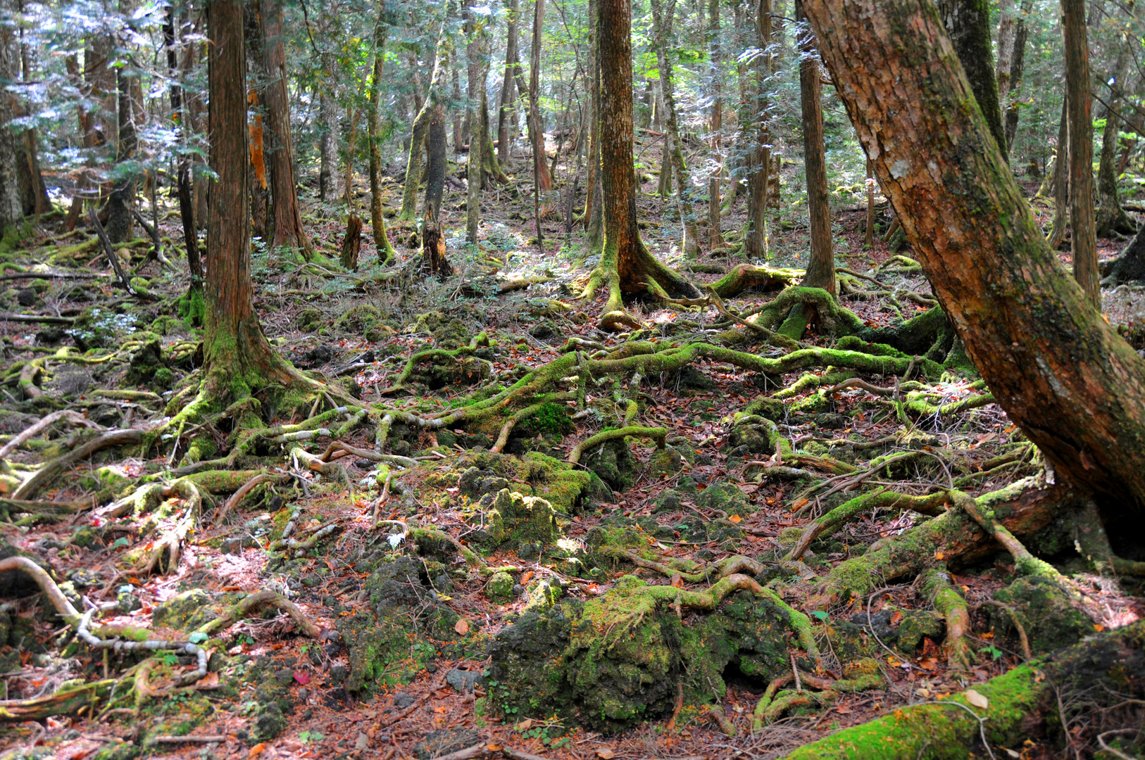 aokigahara-forest