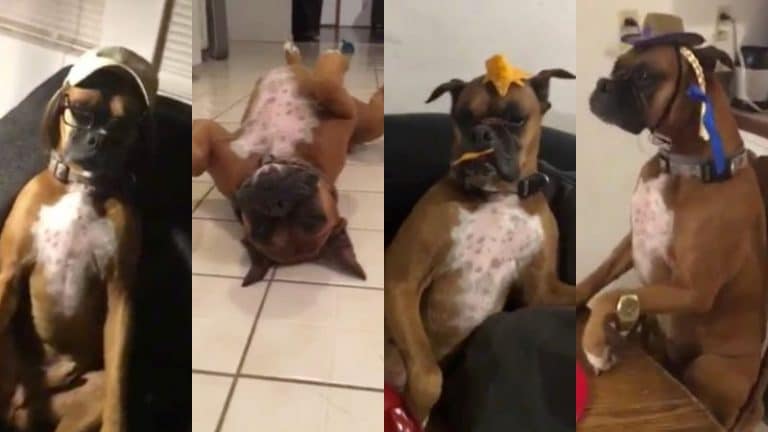 This Dog Just Absolutely Smashed The Mannequin Challenge (VIDEO)