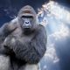 harambe