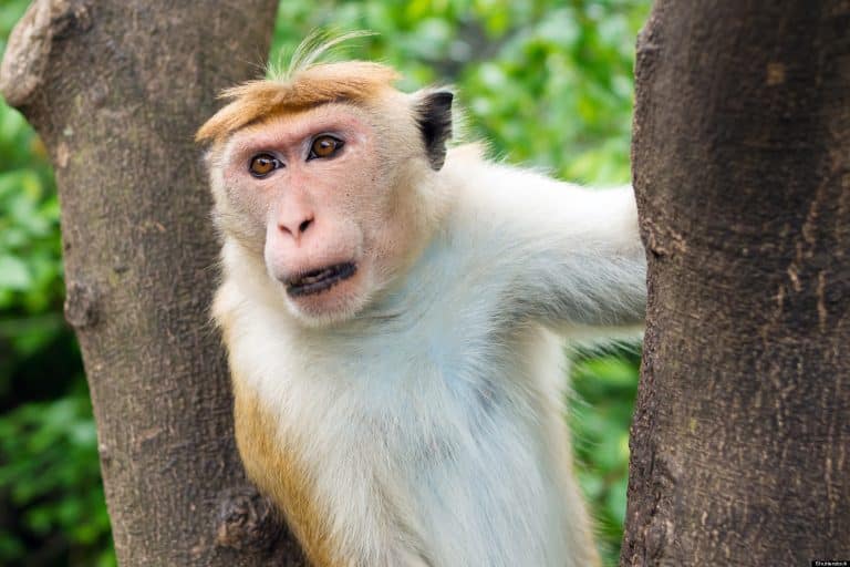 At Least 20 People Have Died After A Pet Monkey Attacked A Young Girl