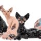 bondage-cats