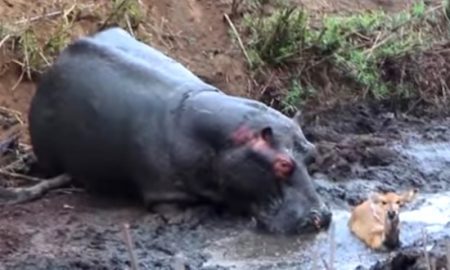 hippo