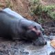 hippo
