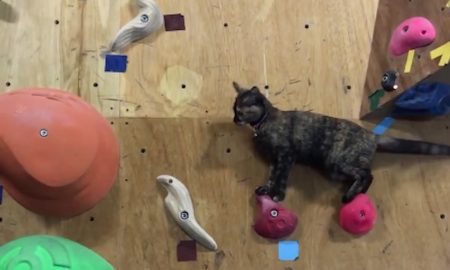 lalah-cat-climbing-wall