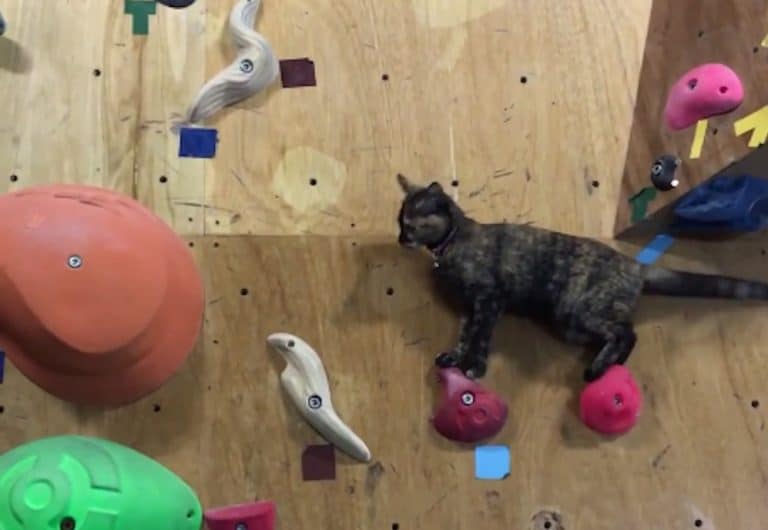 lalah-cat-climbing-wall