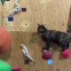 lalah-cat-climbing-wall