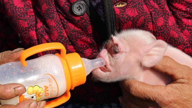 pig-bottle