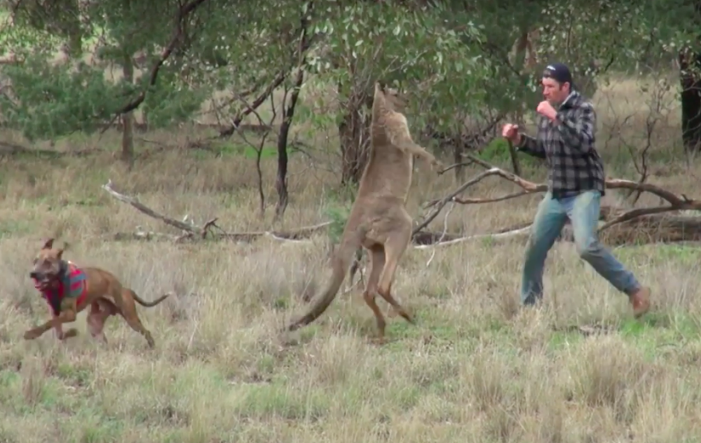 man punch kangaroo