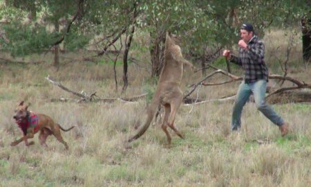 man punch kangaroo