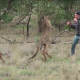 man punch kangaroo
