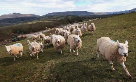 sheep