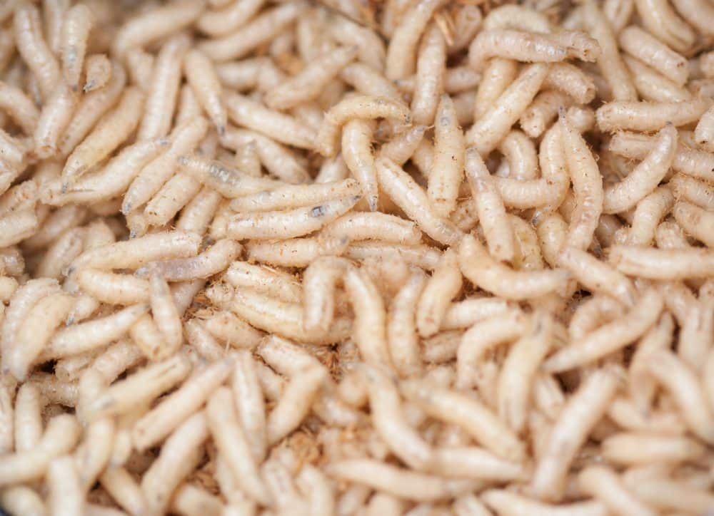 Crawling white fly larvae (used for fishing). Location: on the coast of river