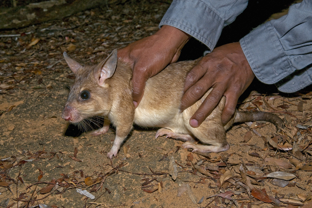 Giant jumping rat (Hypogeomys antimena) released by researcher after measurements taken , Kirindy Forest, western Madagascar