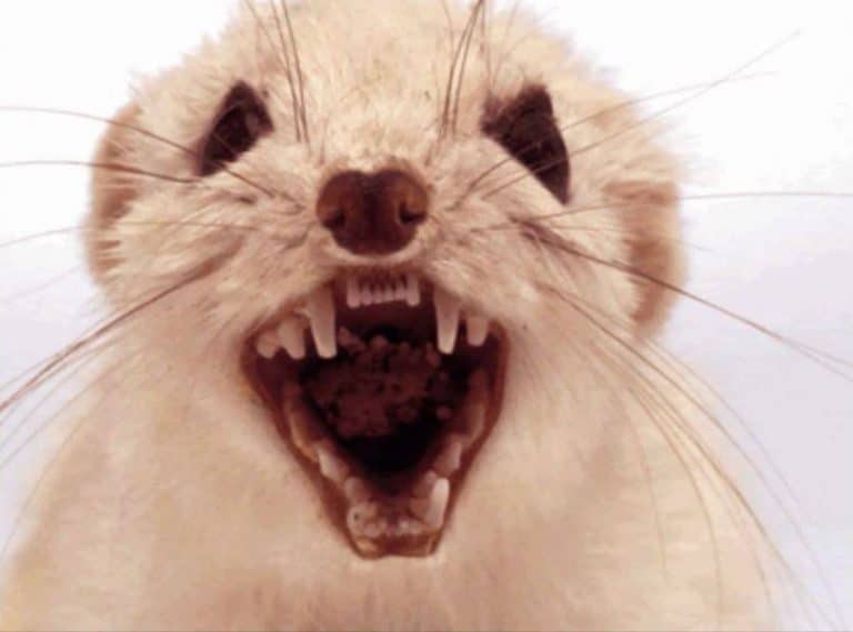 Giant Rats Eat Three-Month-Old Baby Girl Alive While Her Mum Was Out Binge-Drinking