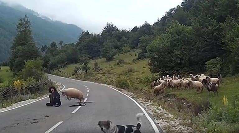 Angry Sheep Brutally Attacks Old Female Shepherd In The Middle Of The Road (VIDEO)