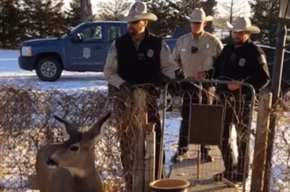 deer-killed-front-yard